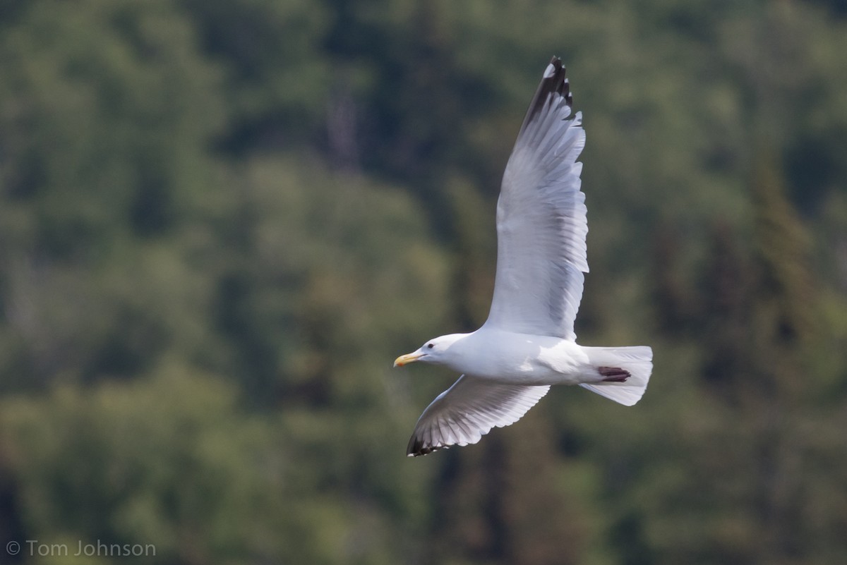 Herring x Glaucous-winged Gull (hybrid) - Tom Johnson