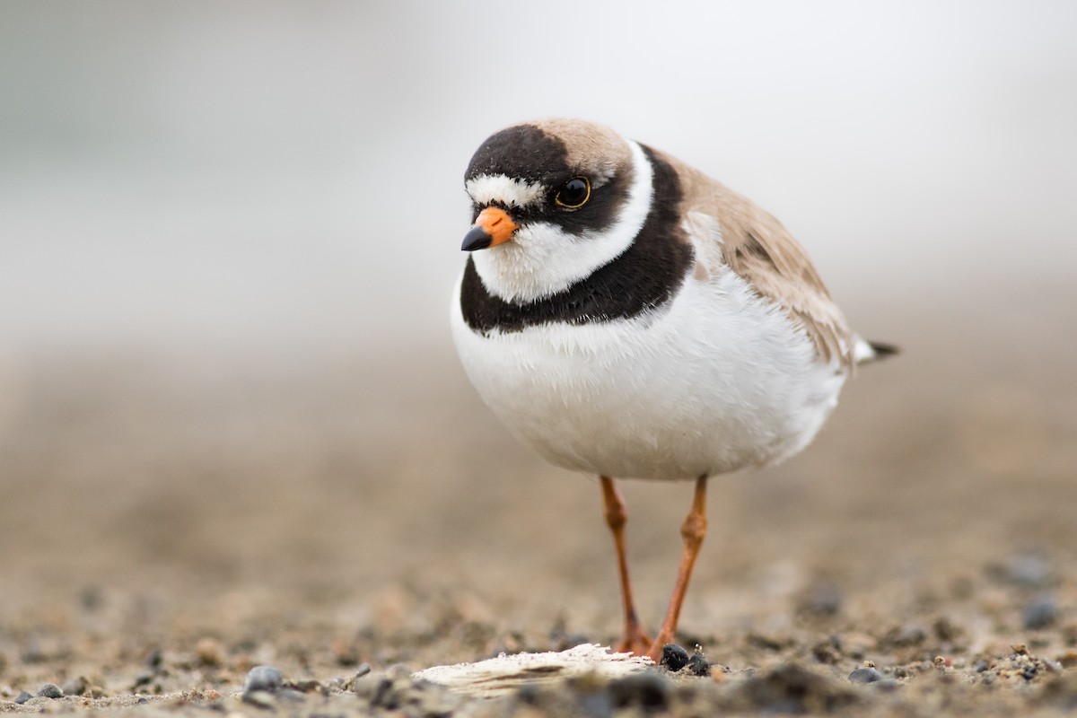 Semipalmated Plover - ML165666591