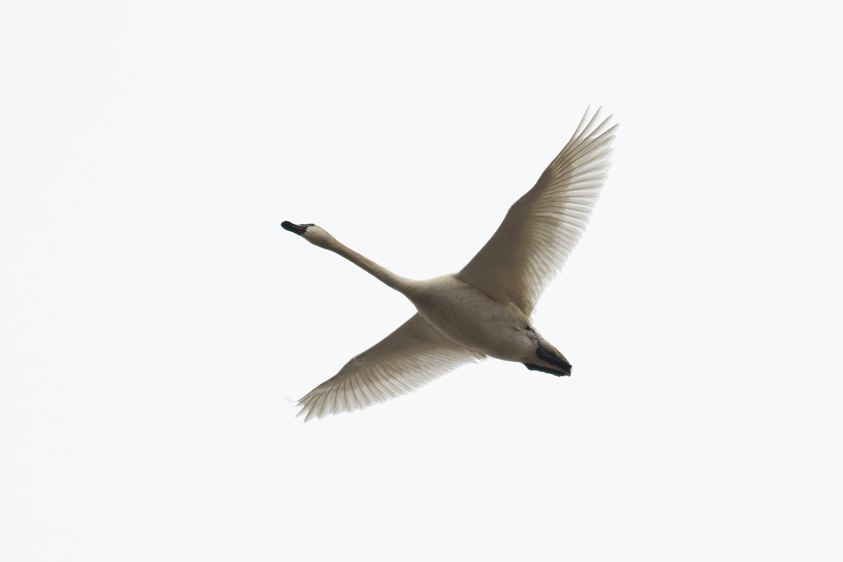 Tundra Swan - August Davidson-Onsgard