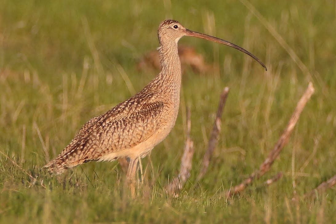 Long-billed Curlew - Keith Leland