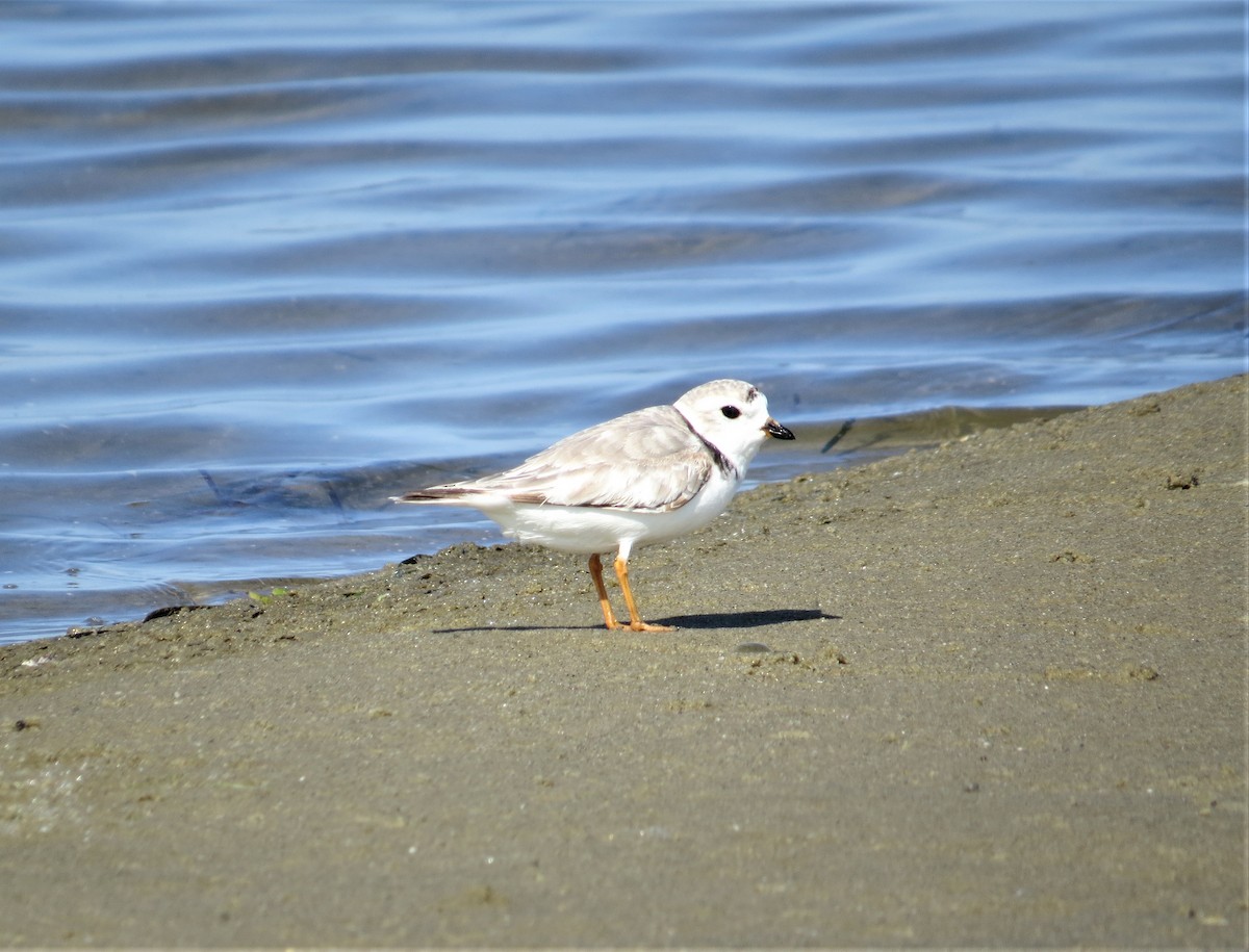 Piping Plover - ML165667461