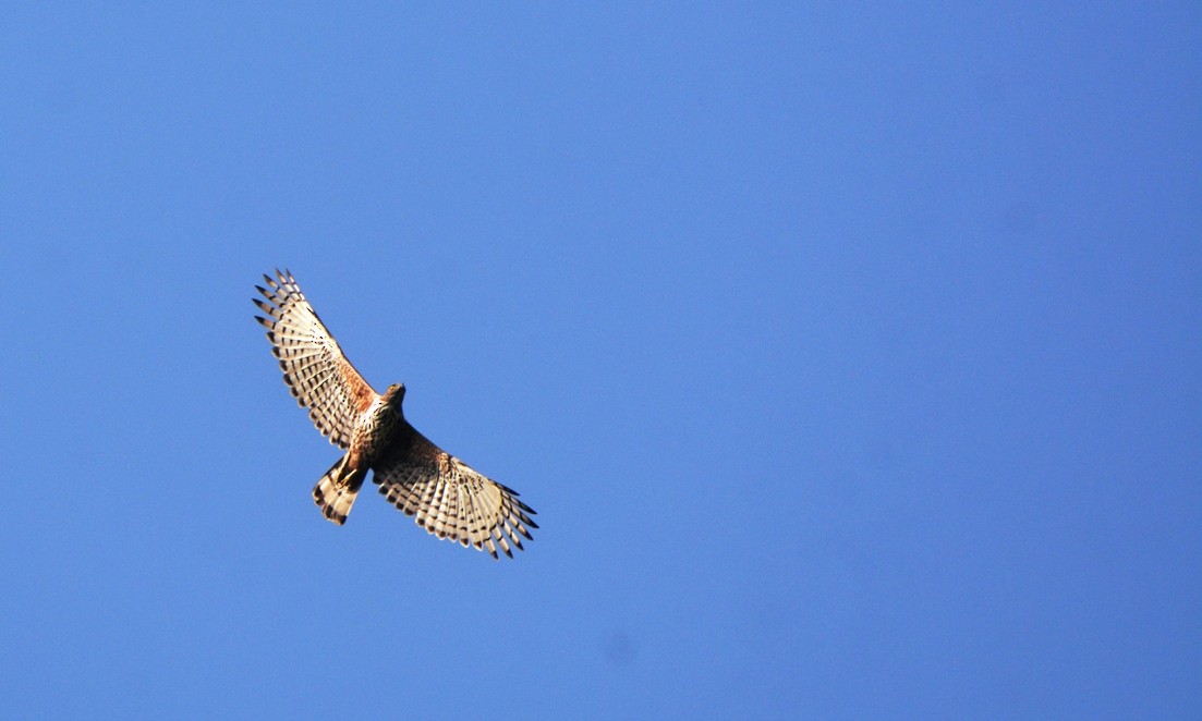 Changeable Hawk-Eagle (Crested) - Mohandas Giriyappa