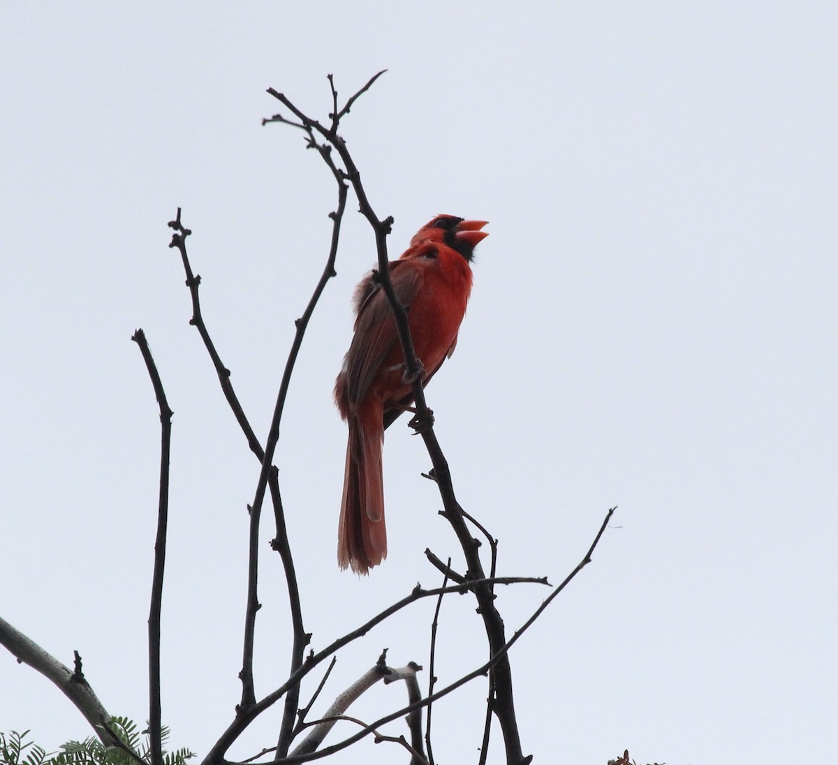 Cardinal rouge - ML165671811