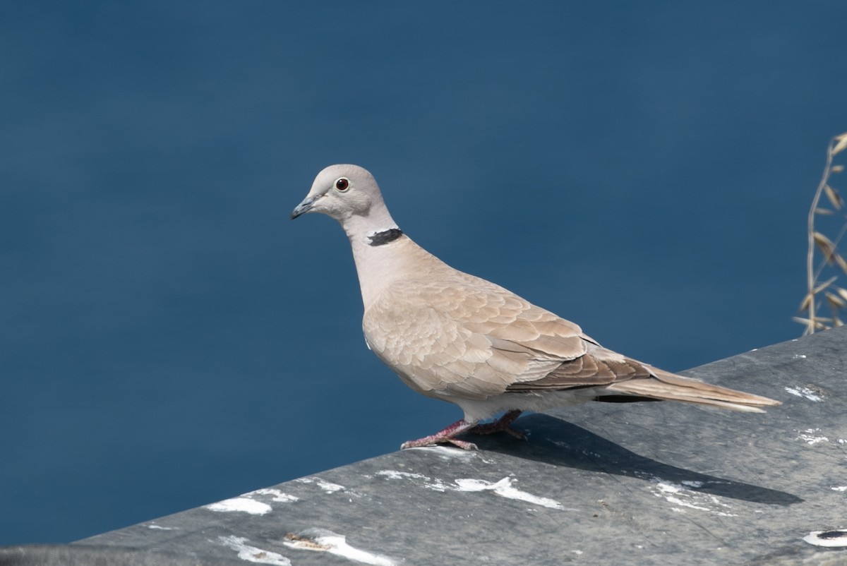 Eurasian Collared-Dove - Jeremiah Psiropoulos