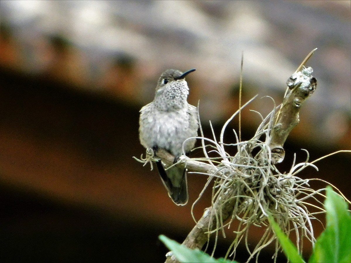 Spot-throated Hummingbird - Nicolás Bejarano