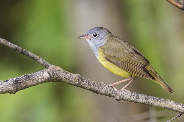 First Alternate male Connecticut Warbler - Connecticut Warbler - 