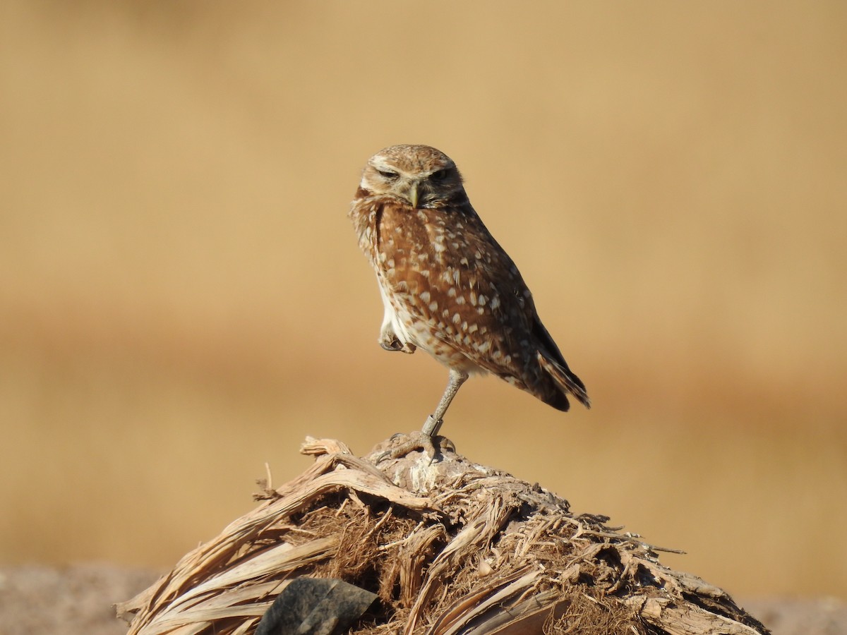 Burrowing Owl - Nathan Mast