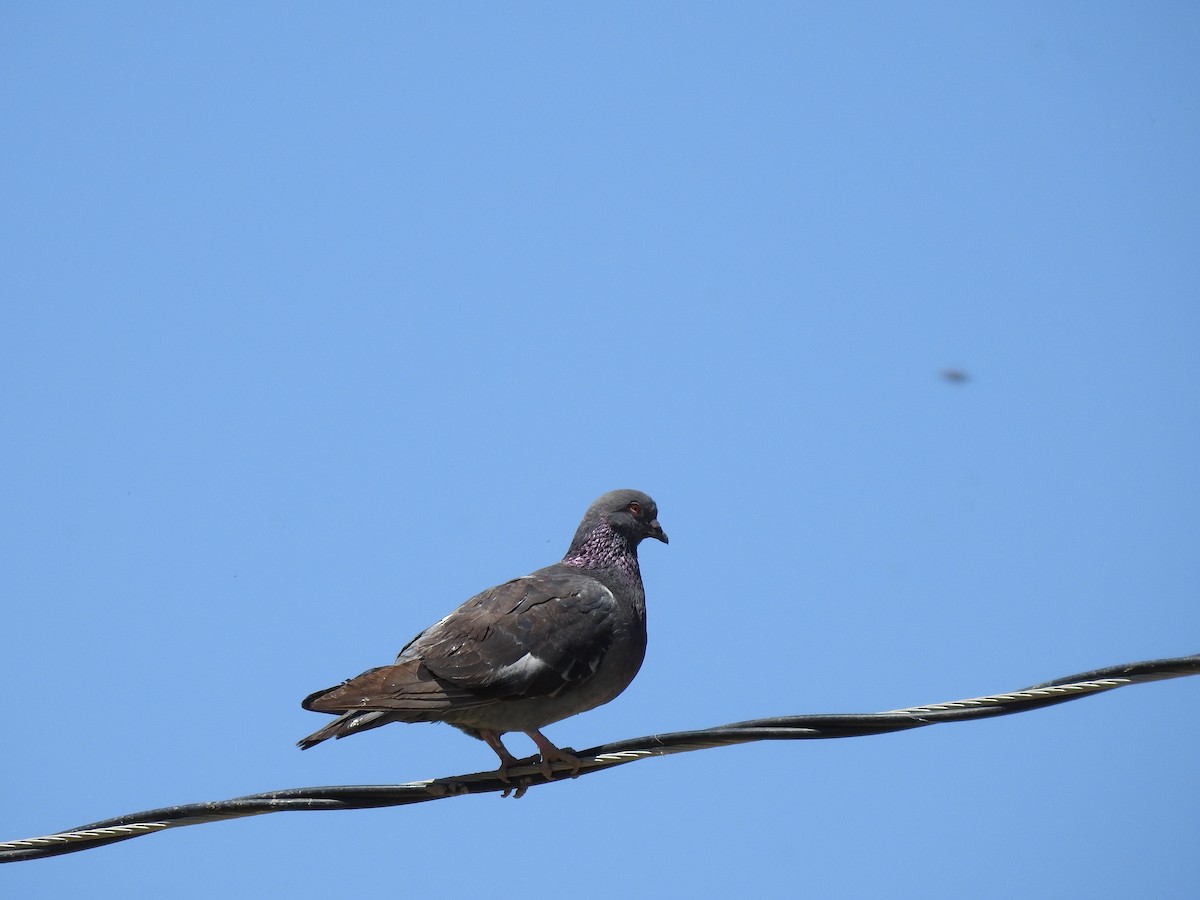 Rock Pigeon (Feral Pigeon) - ML165679361