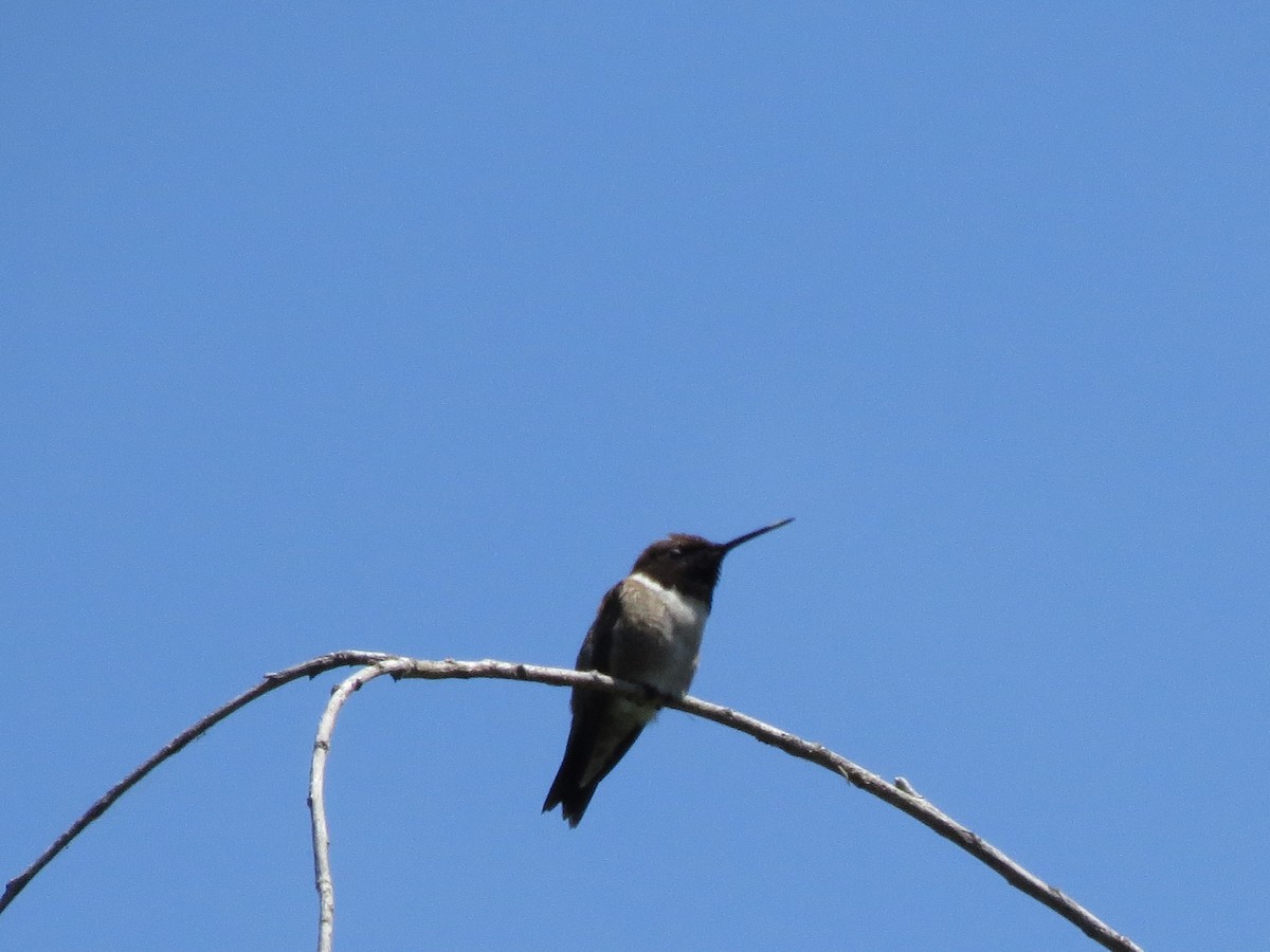 Black-chinned Hummingbird - Norka Saldana