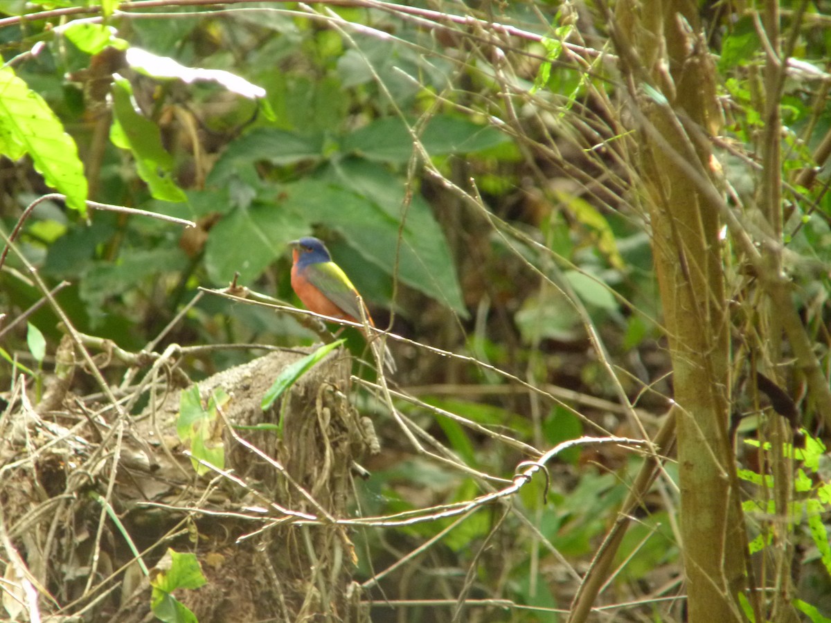 Painted Bunting - ML165682961