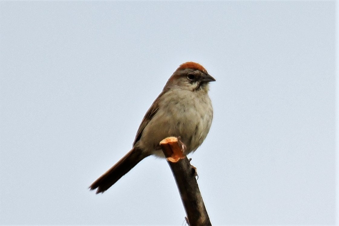Rufous-crowned Sparrow - ML165684651