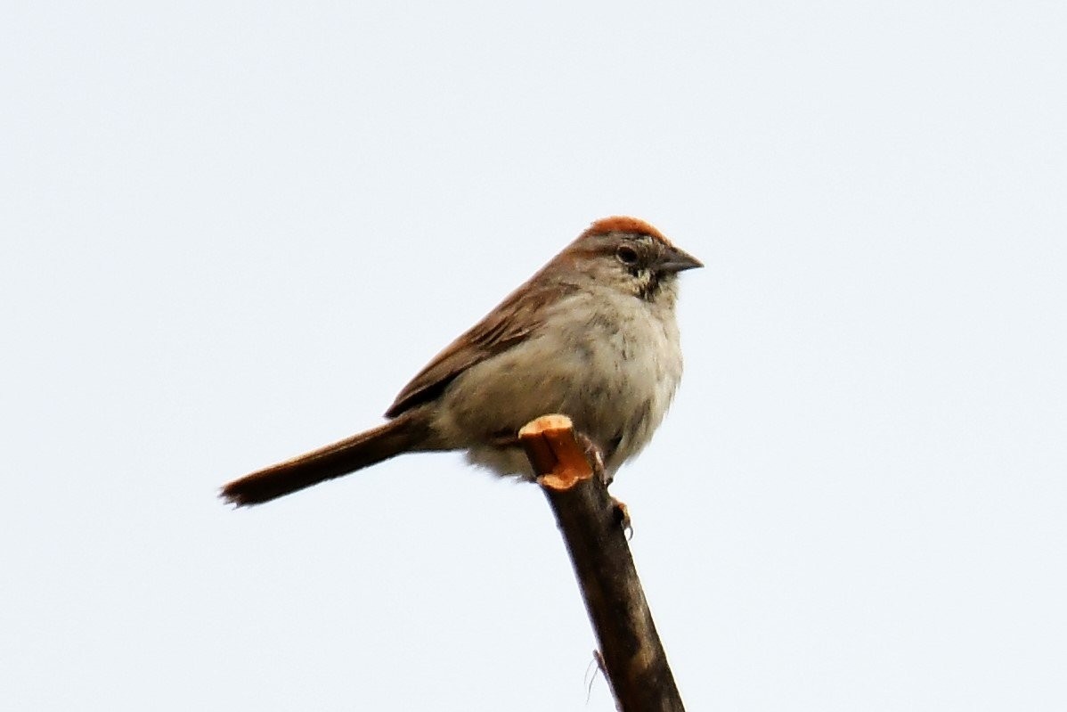 Rufous-crowned Sparrow - ML165684661