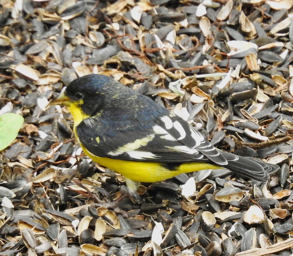 Lesser Goldfinch - Van Remsen