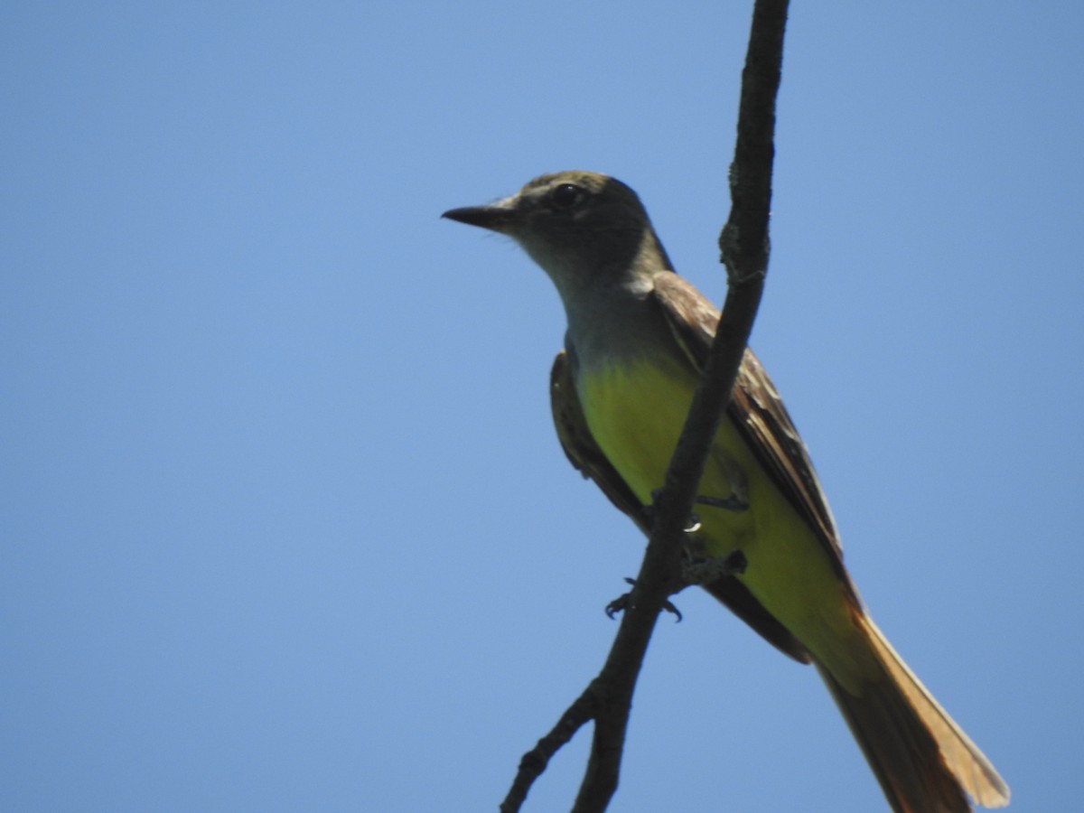 Great Crested Flycatcher - Ella F