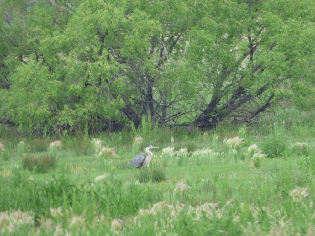 Great Blue Heron - Kevin Rohling