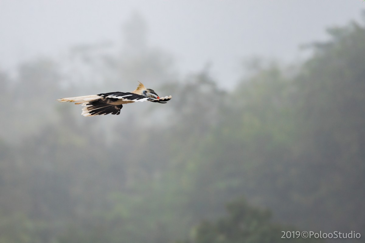 White-crowned Hornbill - ML165690971