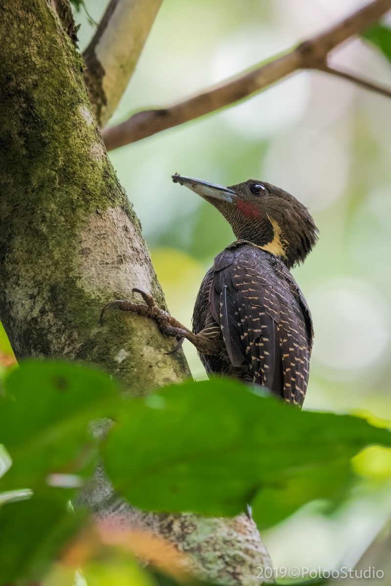 Buff-necked Woodpecker - ML165691051
