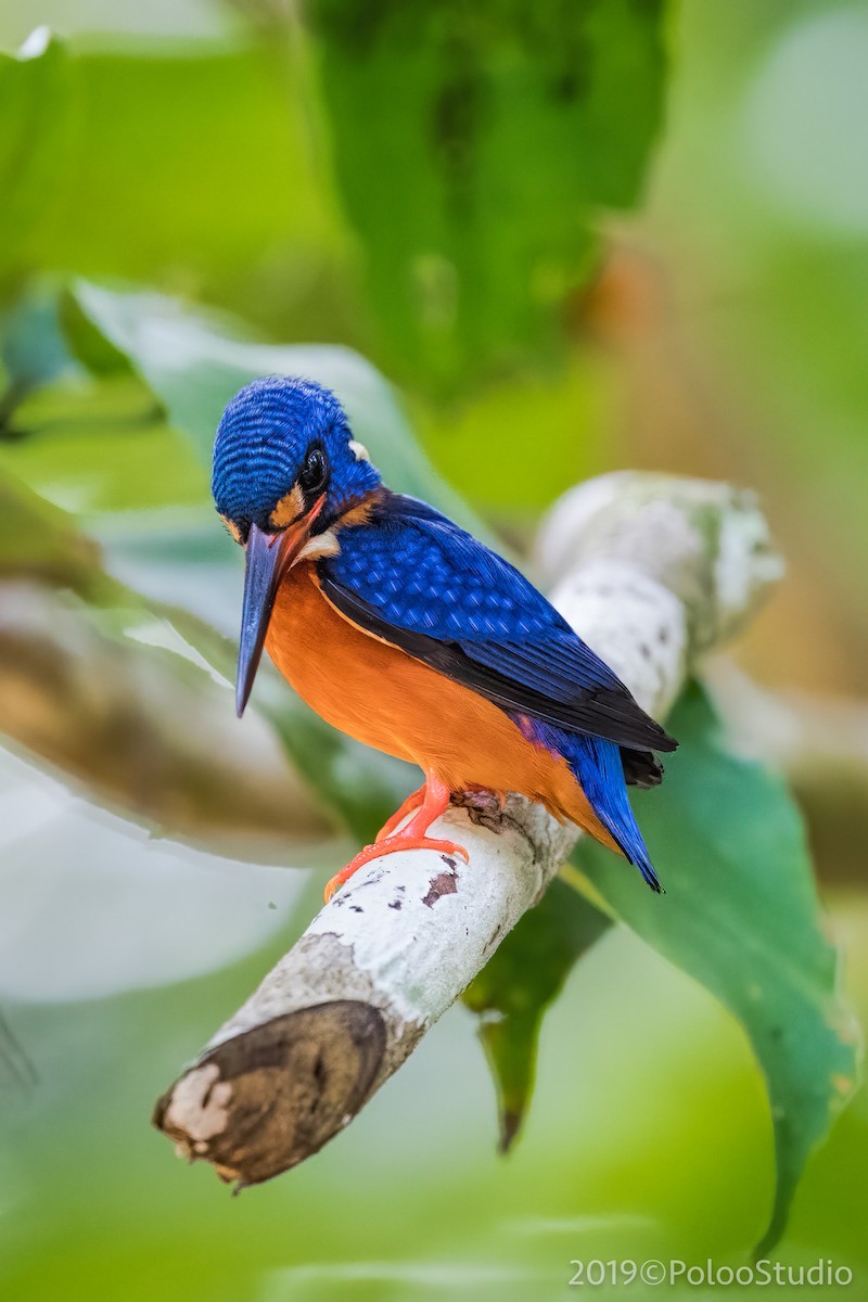 Blue-eared Kingfisher - ML165691061