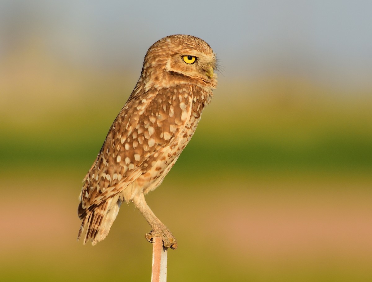 Burrowing Owl - Ad Konings