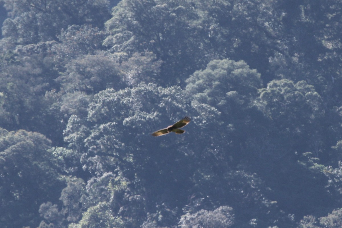 Новогвинейский орёл-карлик - ML165694011