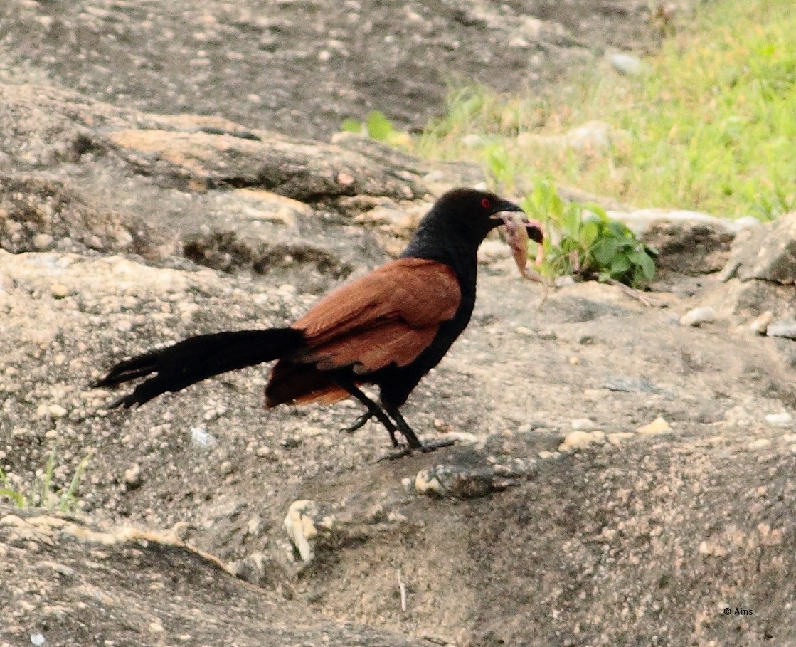 Greater Coucal - Ains Priestman