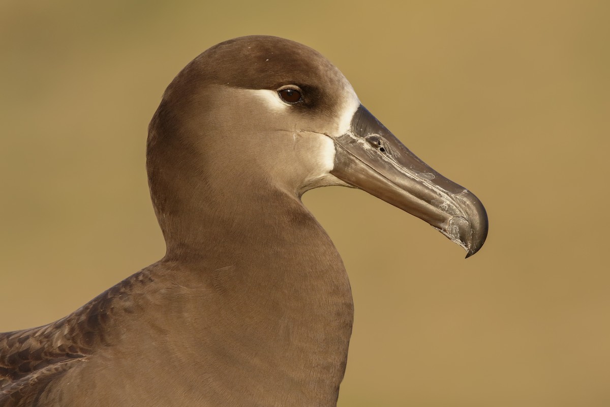 Albatros à pieds noirs - ML165696701
