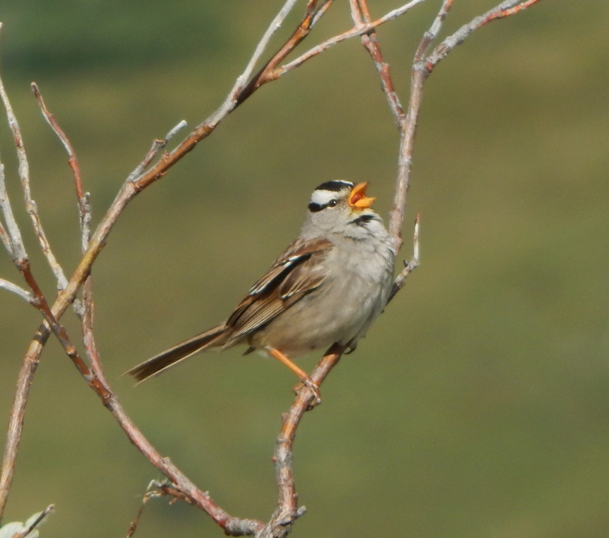 White-crowned Sparrow - Teale Fristoe