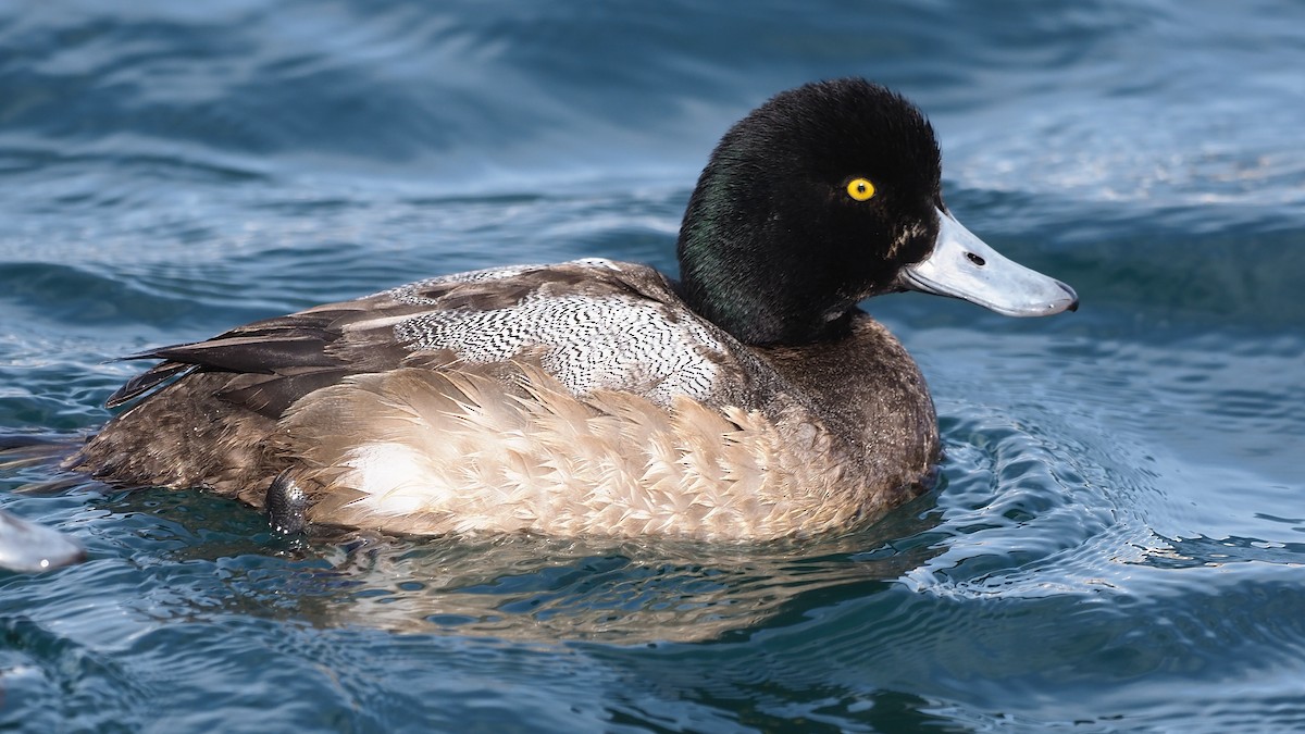 Greater Scaup - ML165698201