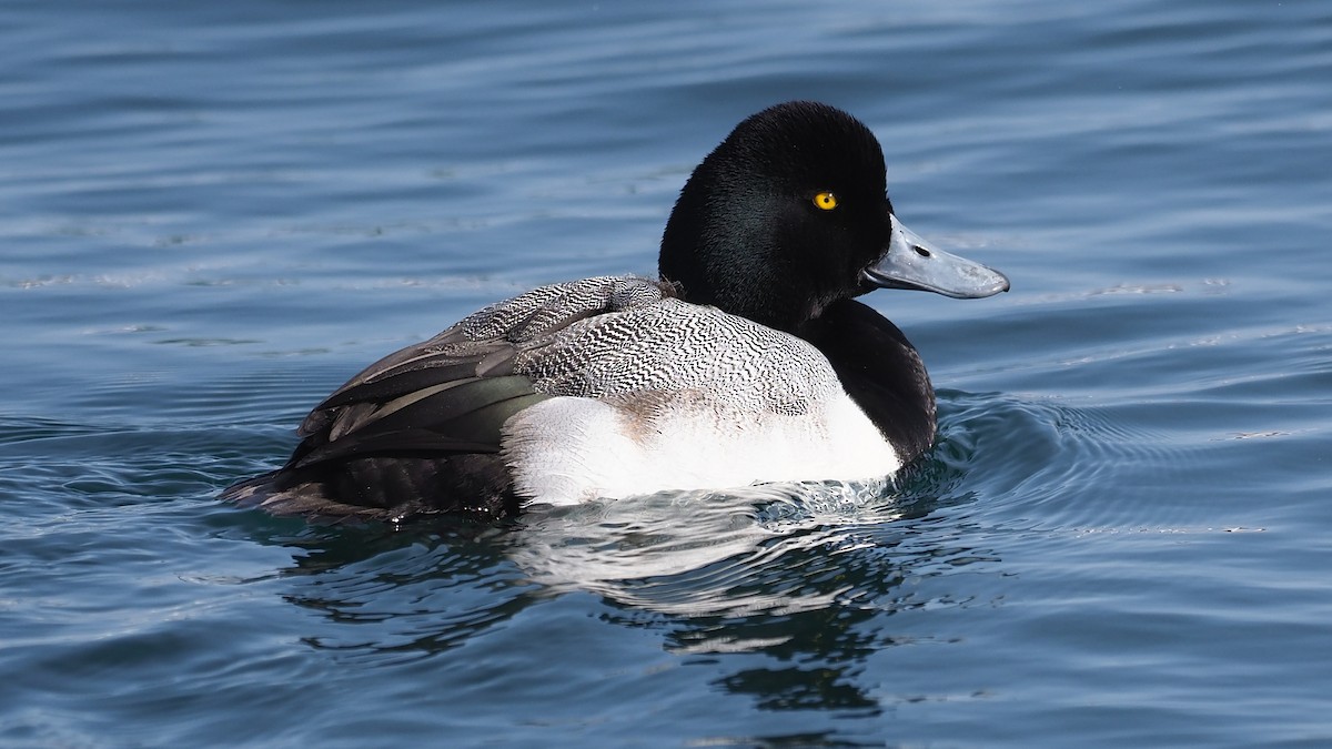 Greater Scaup - ML165698221