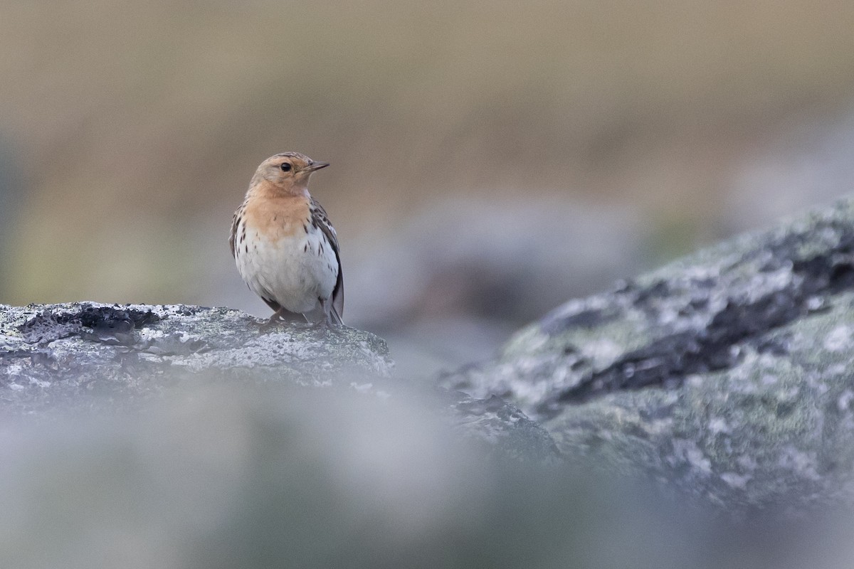 Red-throated Pipit ML165699551