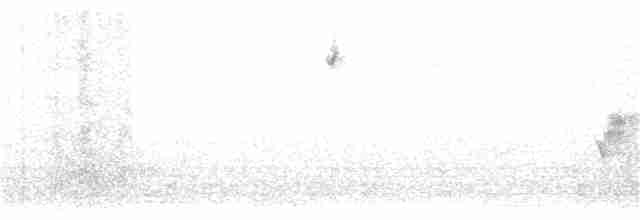 Grace's Warbler - ML165701851
