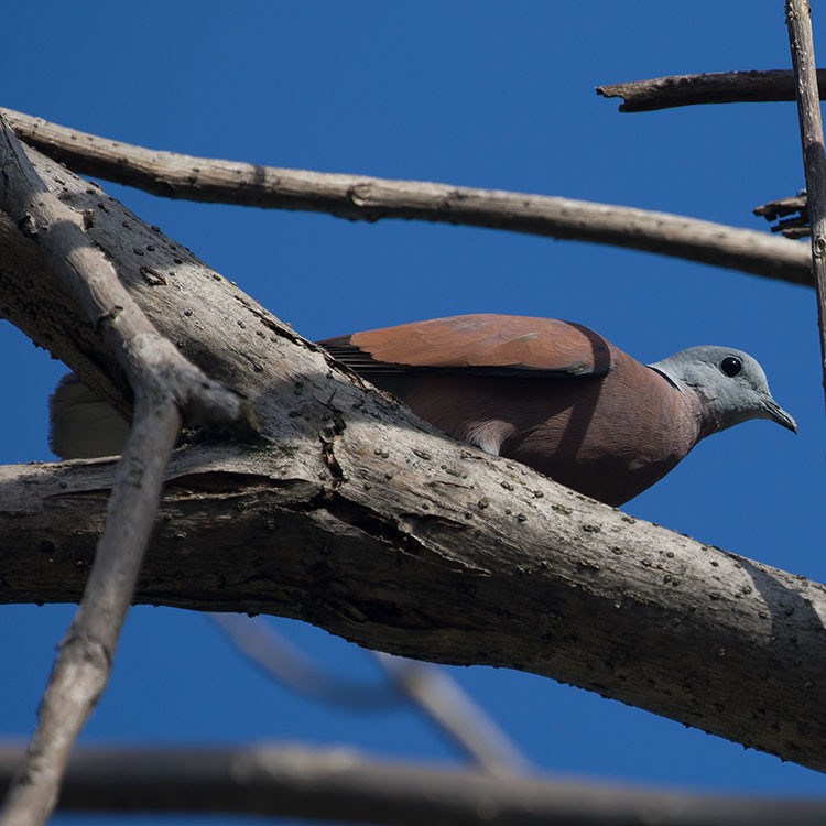 Red Collared-Dove - ML165702131
