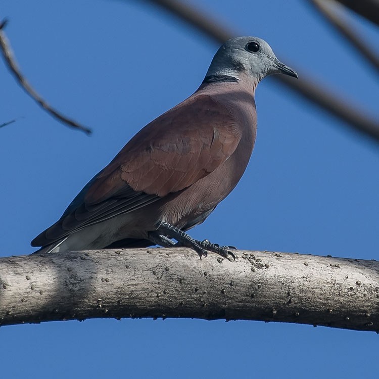 Red Collared-Dove - ML165702141