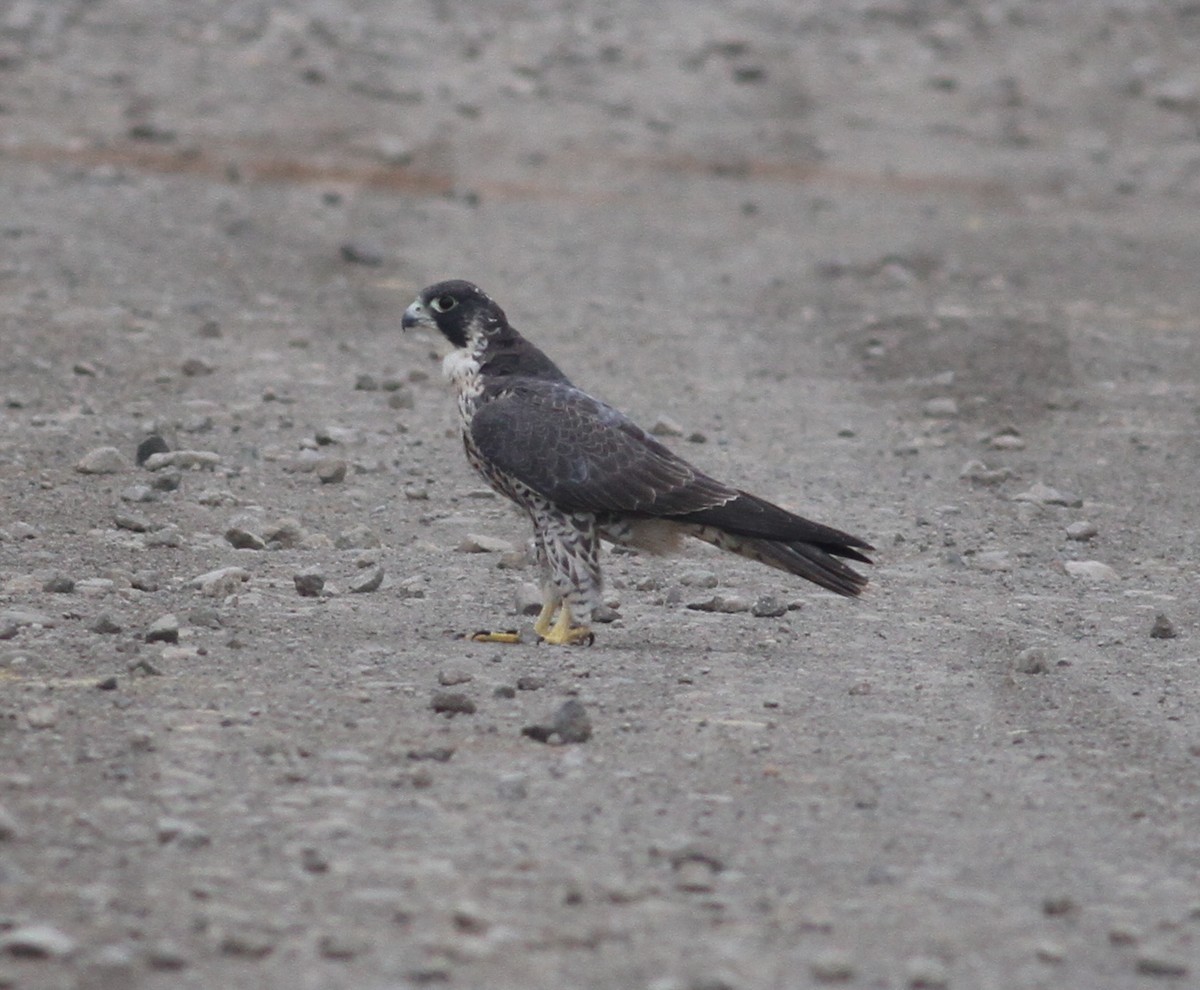 Peregrine Falcon (Tundra) - ML165702751