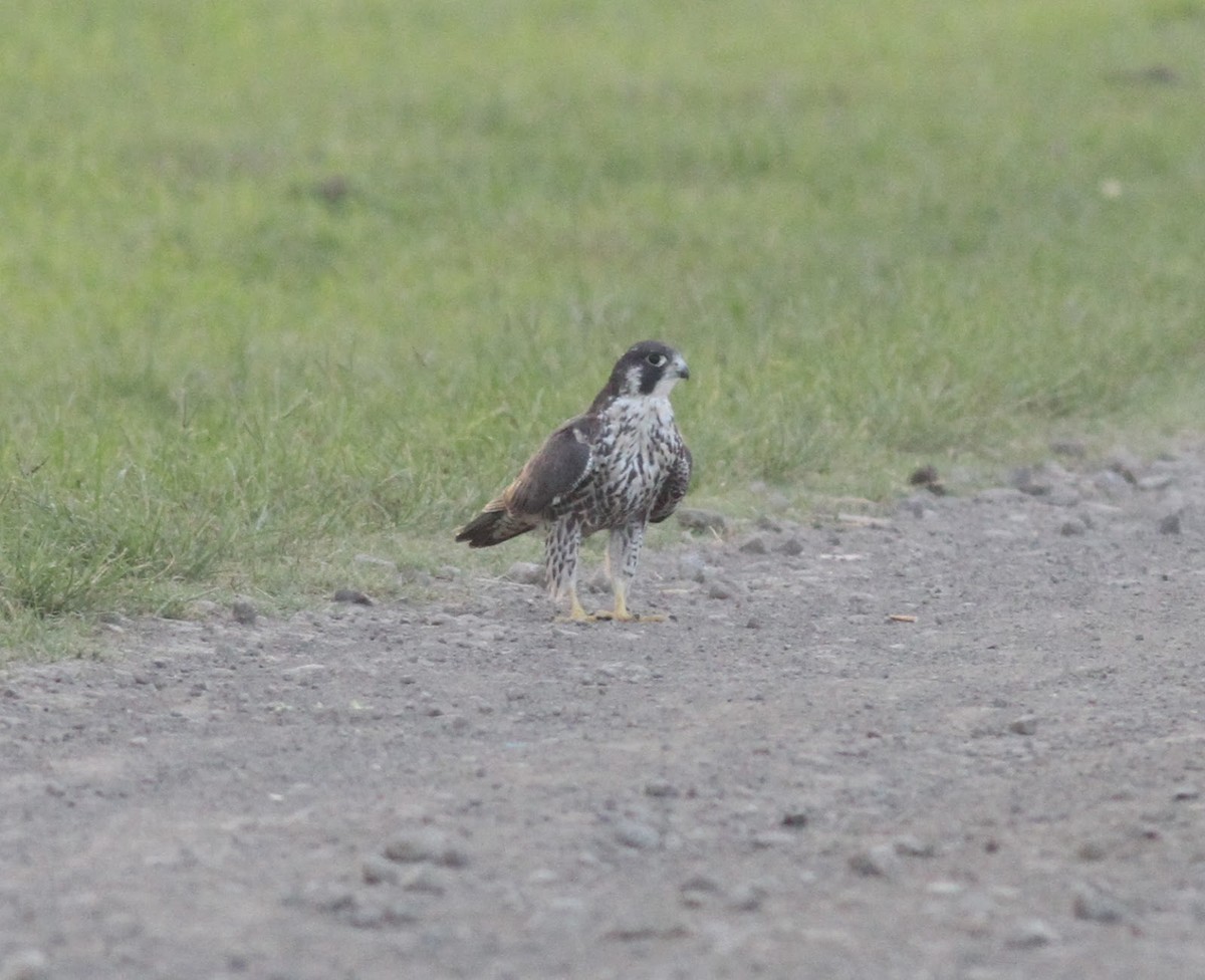 Peregrine Falcon (Tundra) - ML165703181