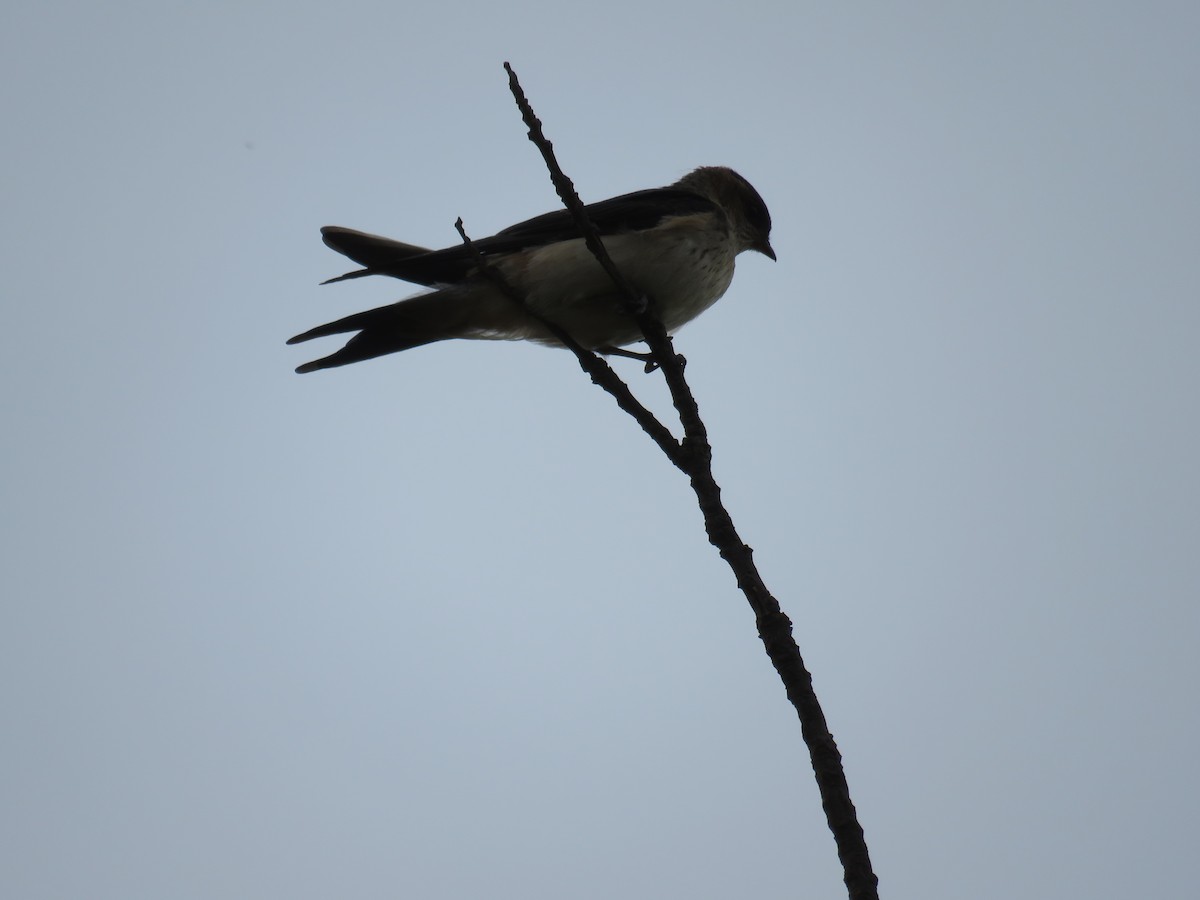 Red-rumped Swallow - ML165703711