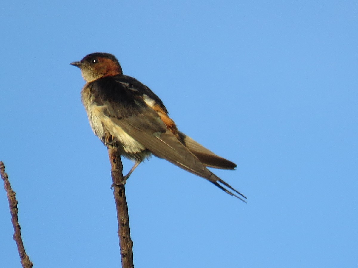 Red-rumped Swallow - ML165704041