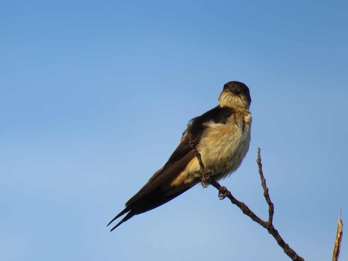 Red-rumped Swallow - Santharam V