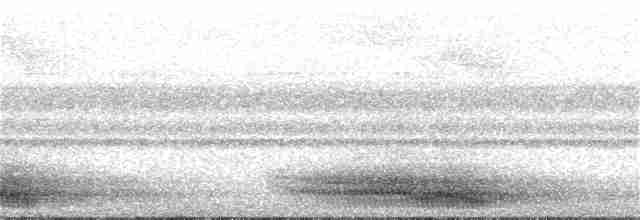 Папуанский веерокрыл - ML165705191