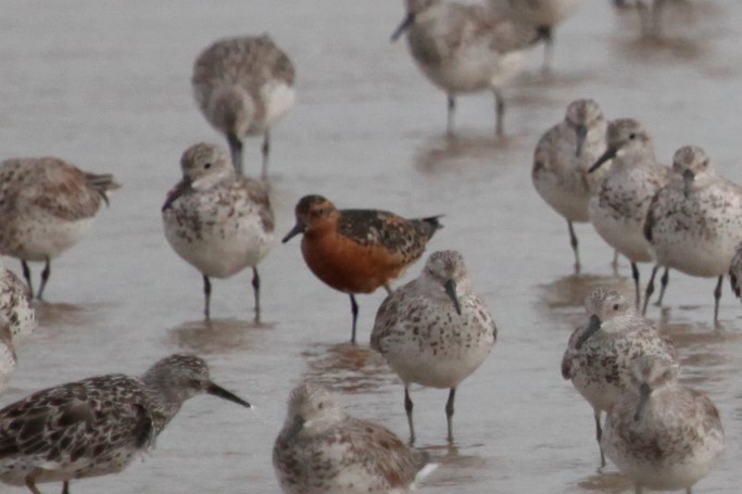 Red Knot - ML165706991