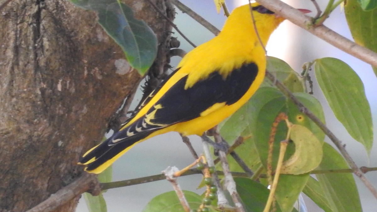 Indian Golden Oriole - ML165713611
