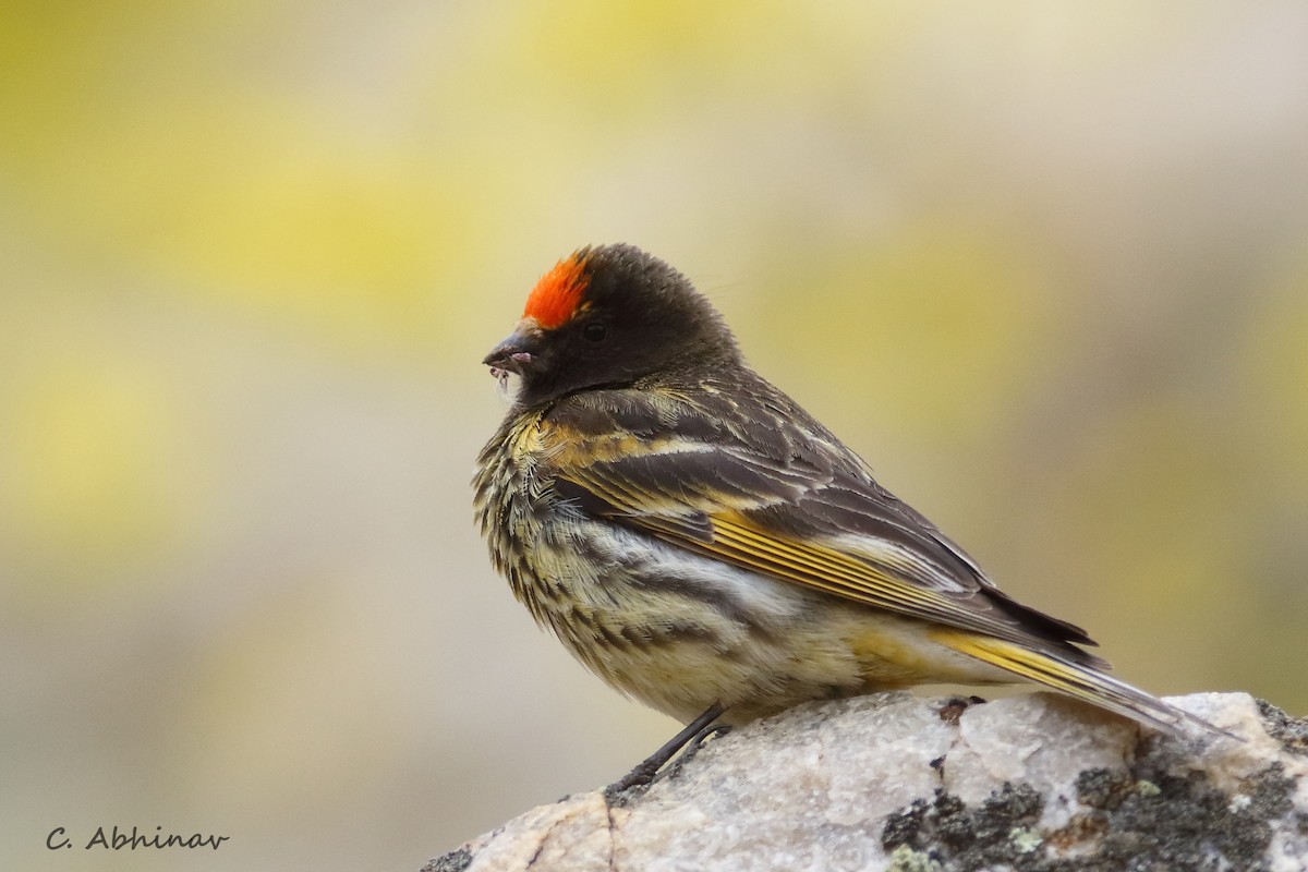 Fire-fronted Serin - ML165715061