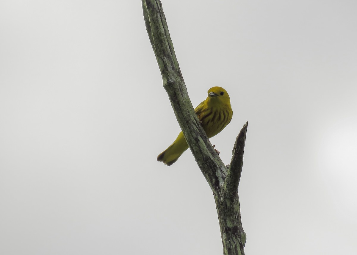 Yellow Warbler - ML165716621