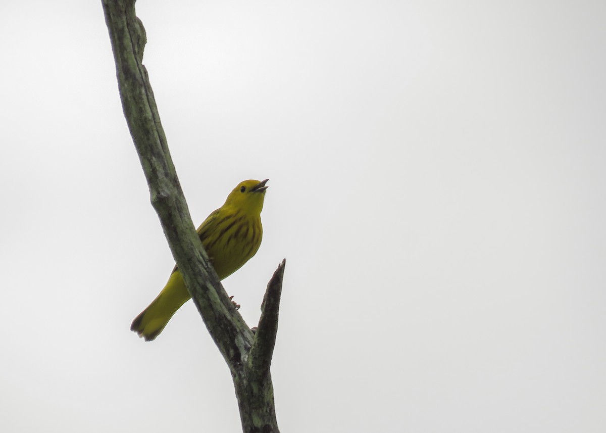 Yellow Warbler - Arthur Gomes