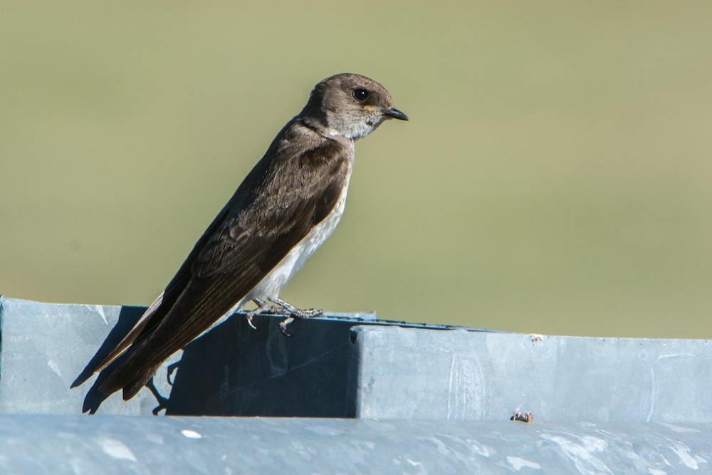 Northern Rough-winged Swallow - ML165716681