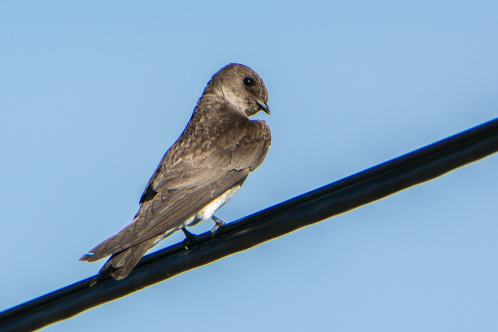 Northern Rough-winged Swallow - ML165716701
