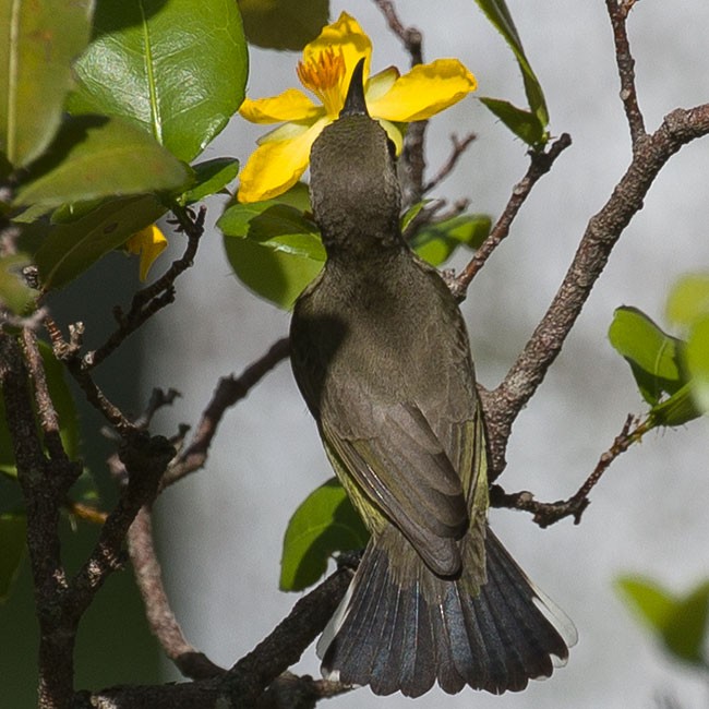 Ornate Sunbird - www.aladdin .st