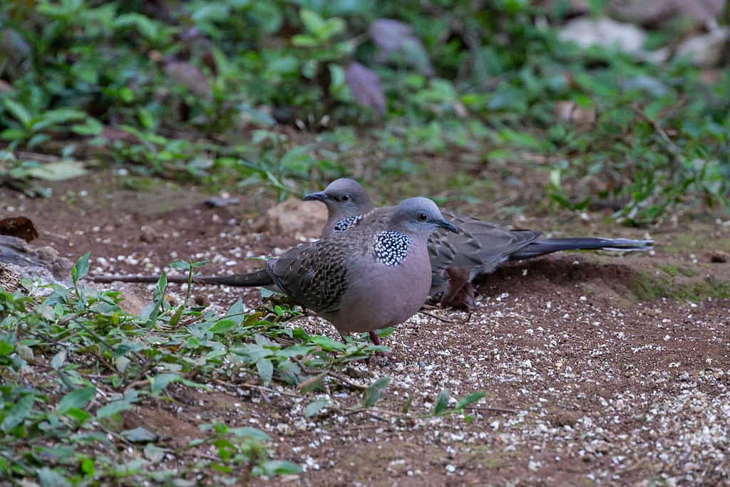 Spotted Dove - ML165720031