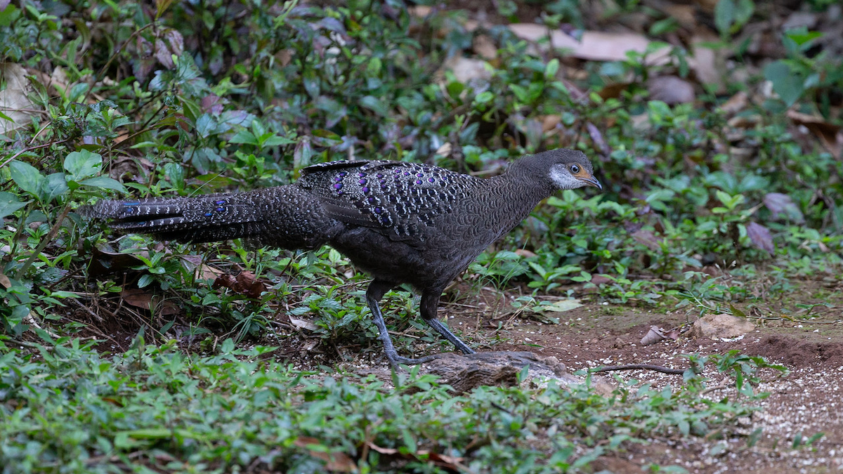 Gray Peacock-Pheasant - ML165720411