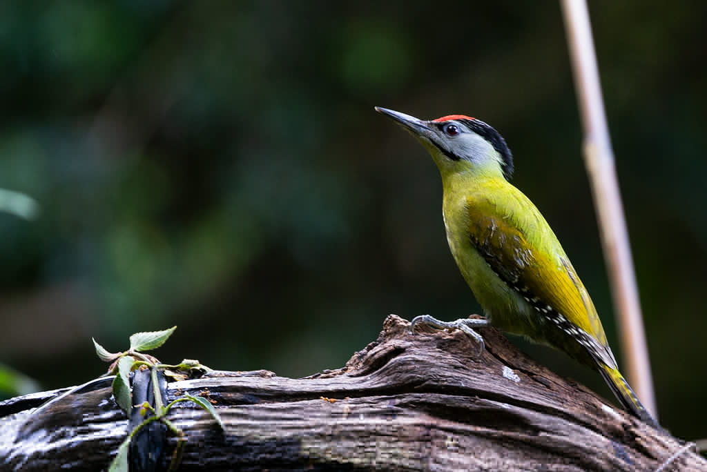 Gray-headed Woodpecker - ML165720681